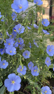 Linum Blue Flax - REGN