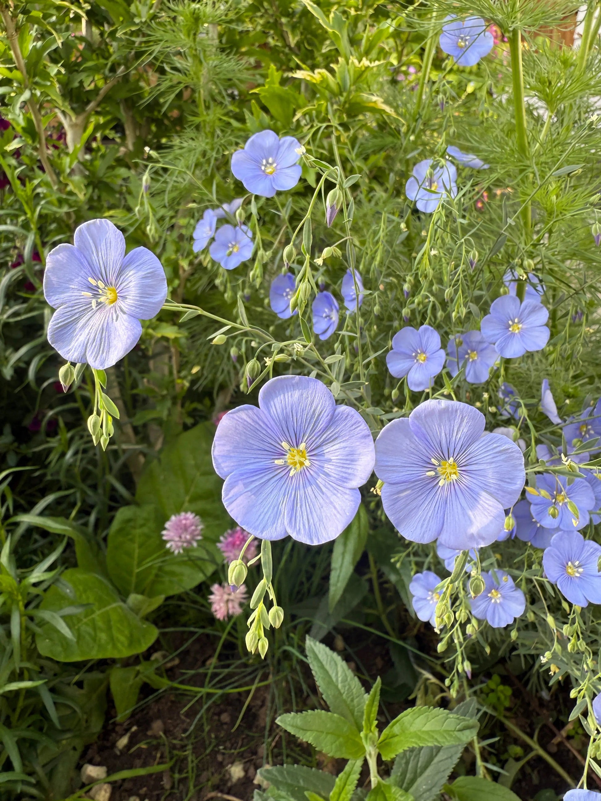 Linum Blue Flax - REGN