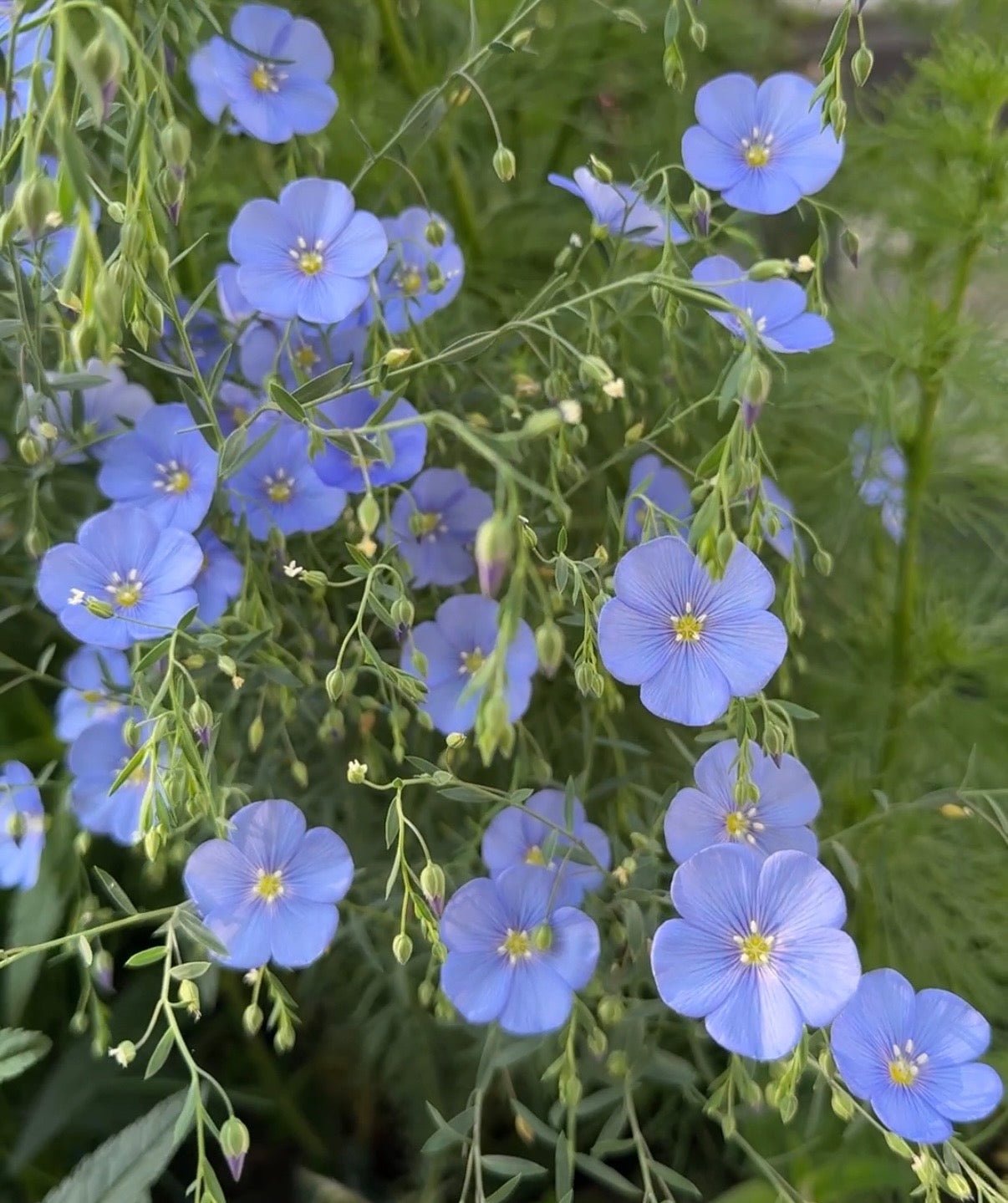 Linum Blue Flax - REGN