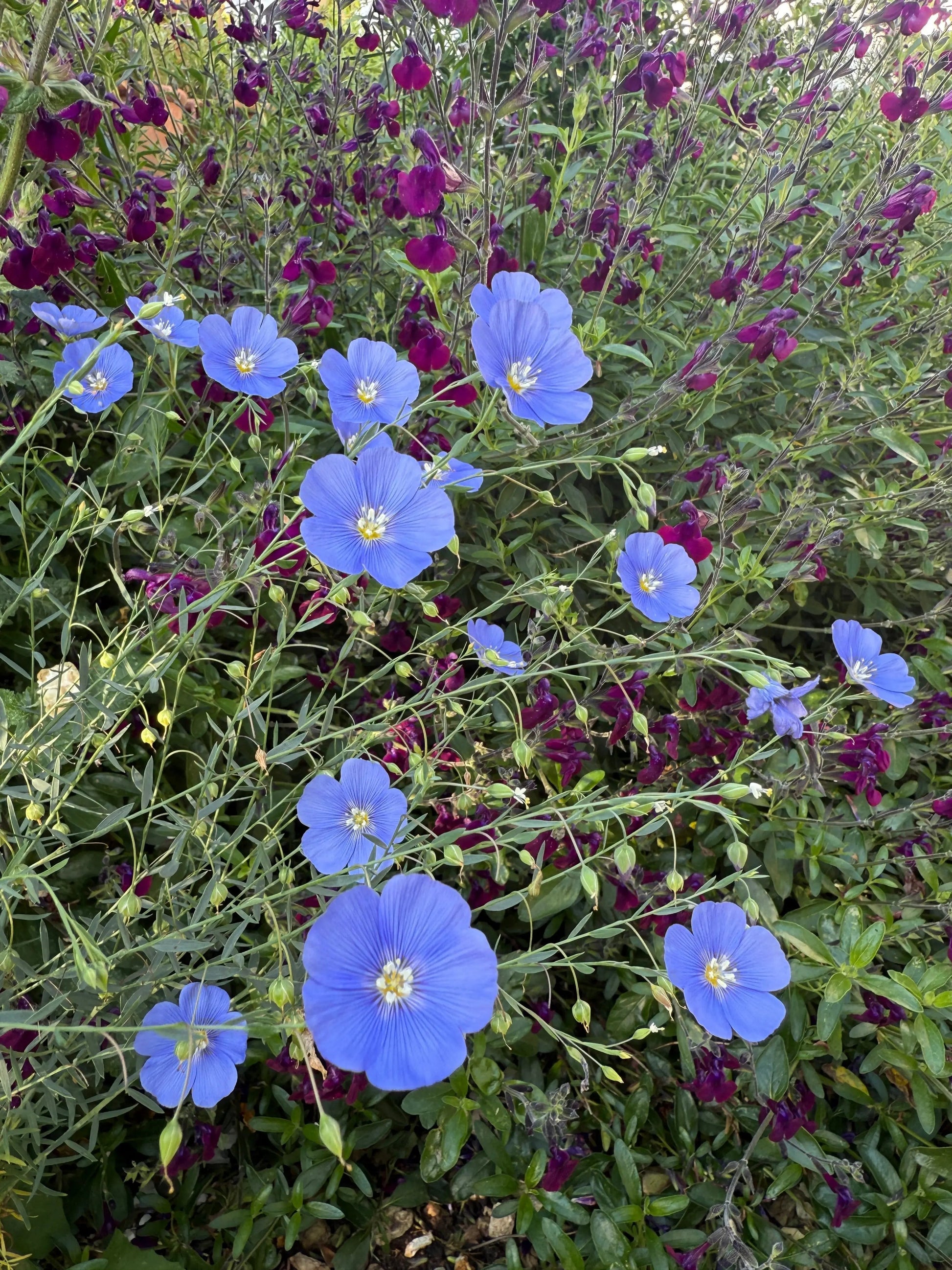 Linum Blue Flax - REGN