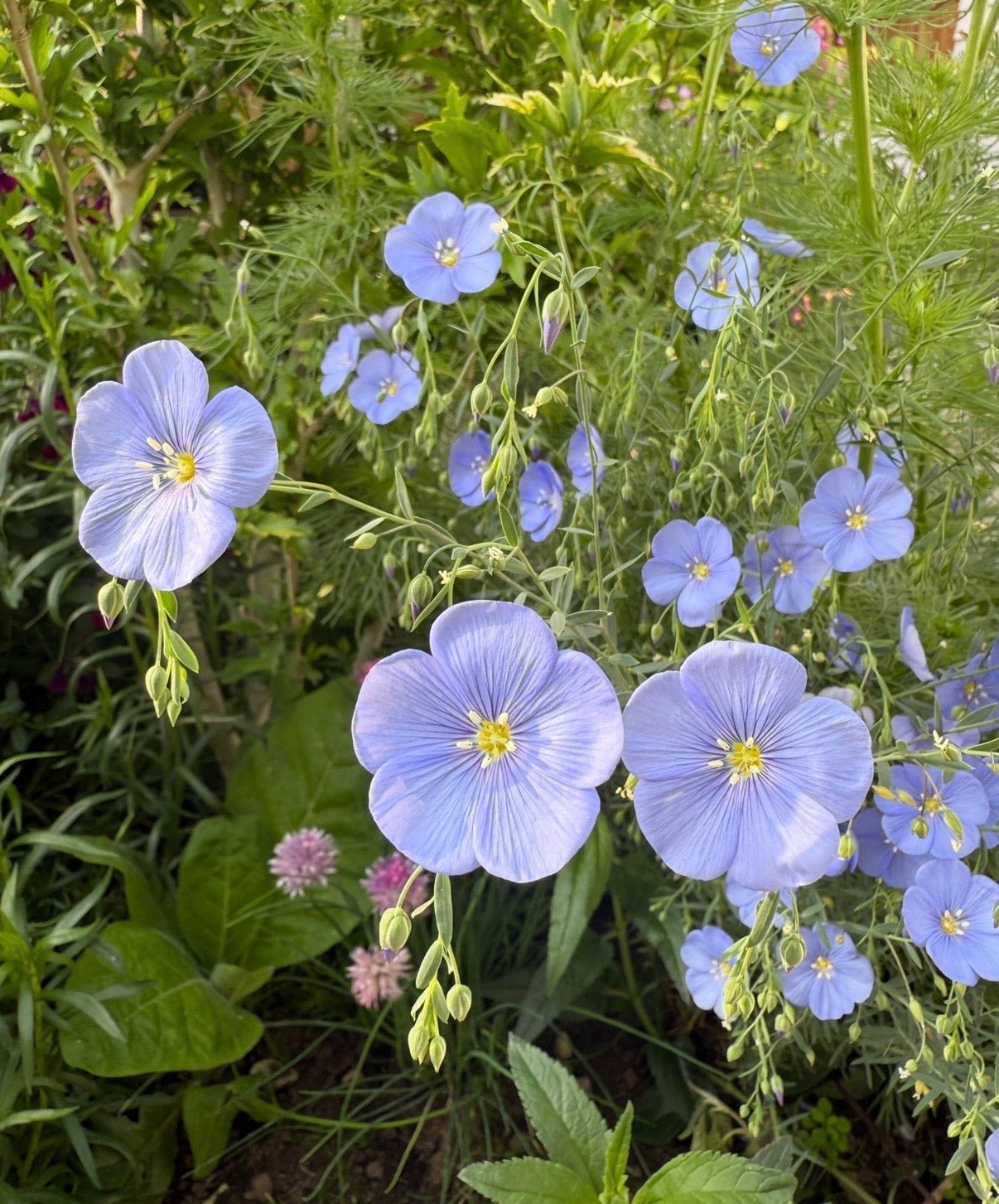 Linum Blue Flax - REGN