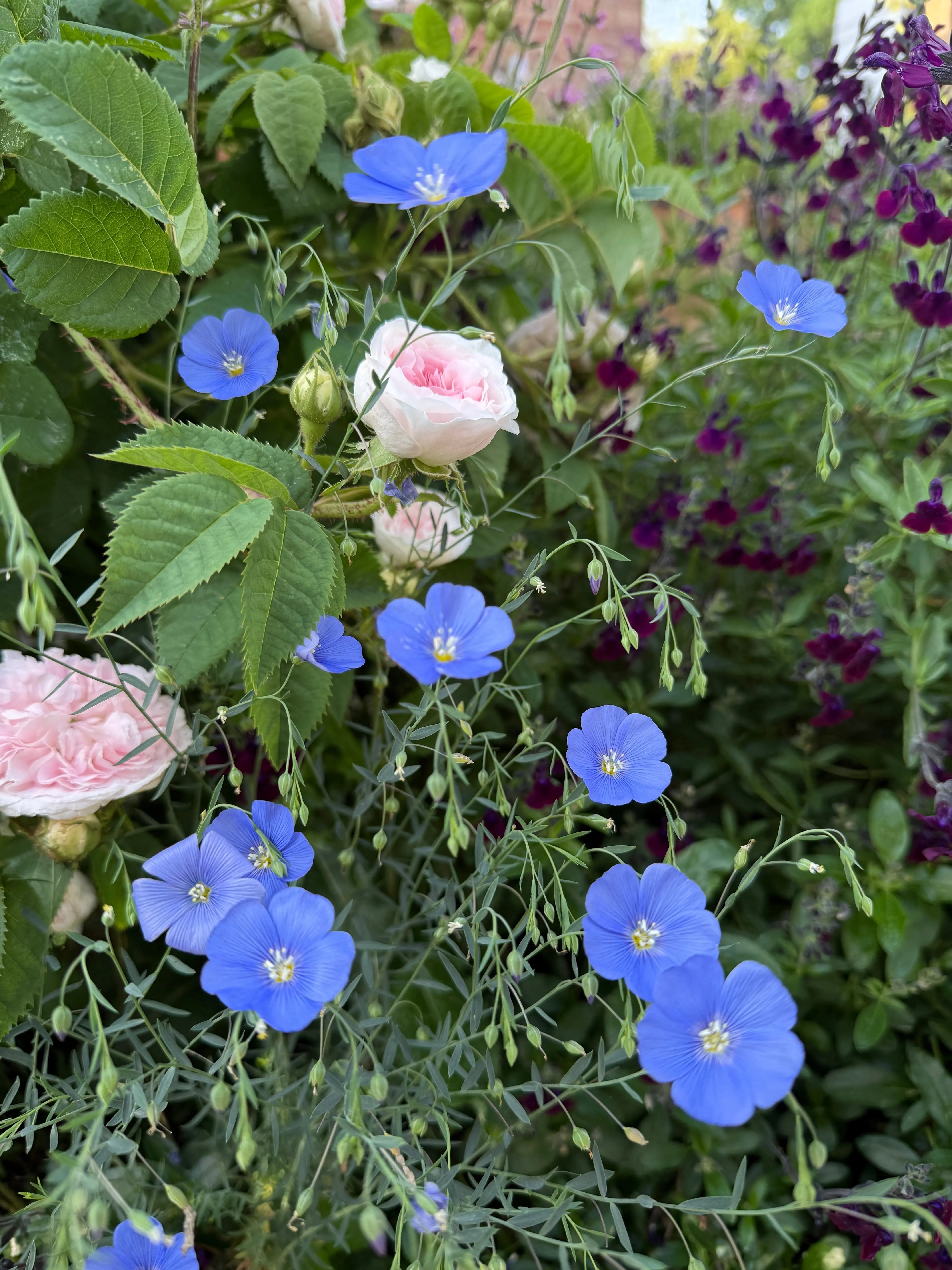 Linum Blue Flax - REGN