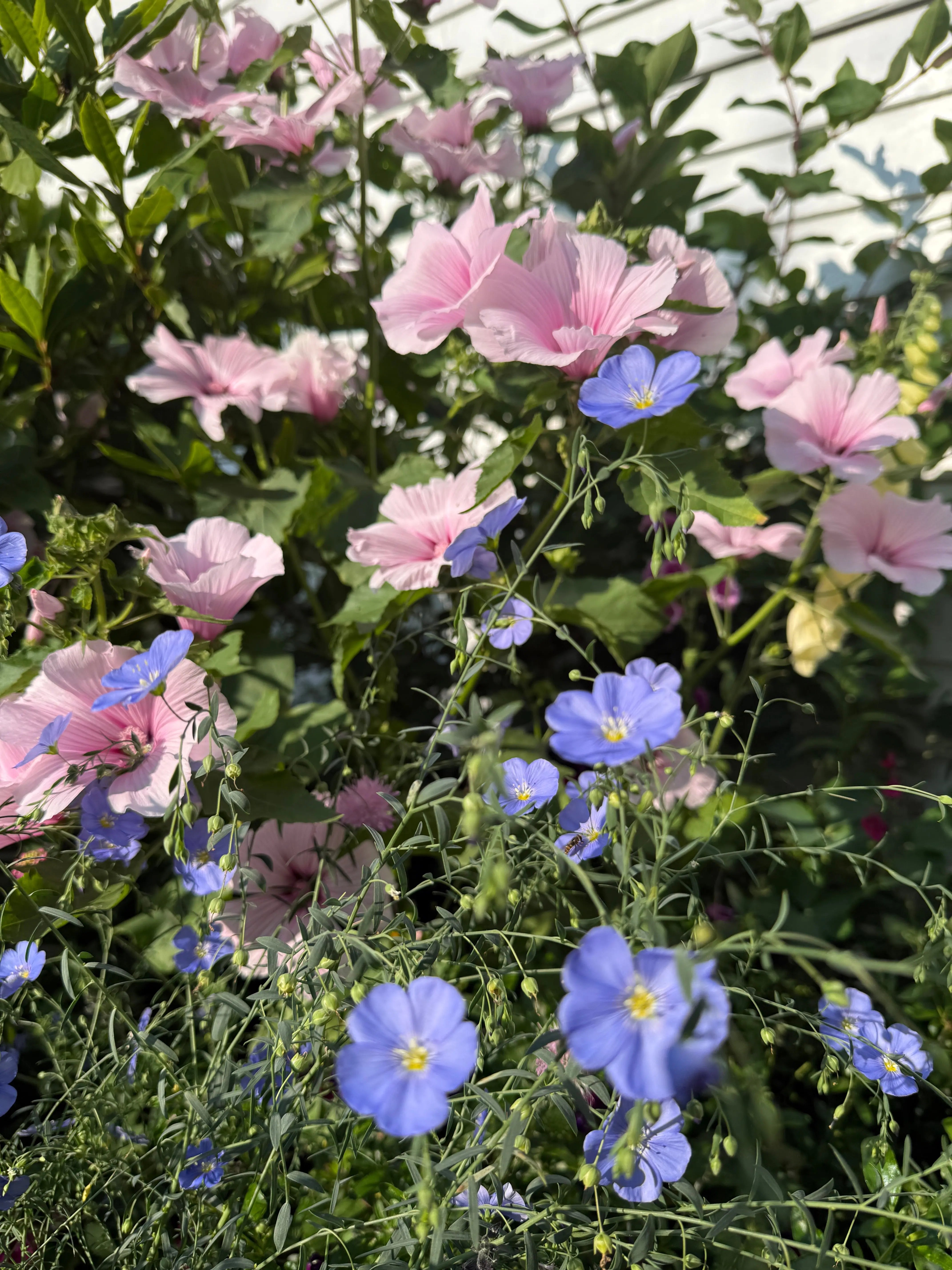 Linum Blue Flax - REGN