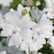 Malva Alba - REGN