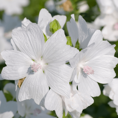 Malva Alba - REGN