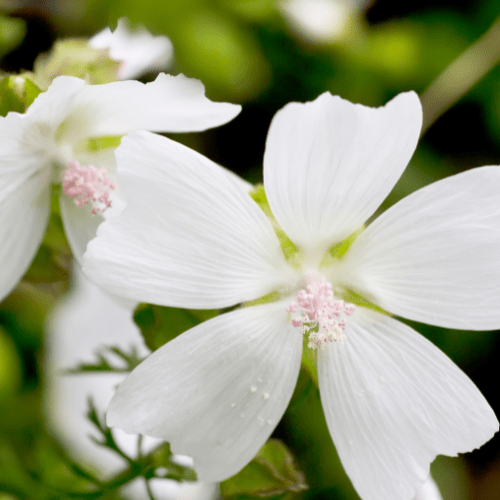 Malva Alba - REGN