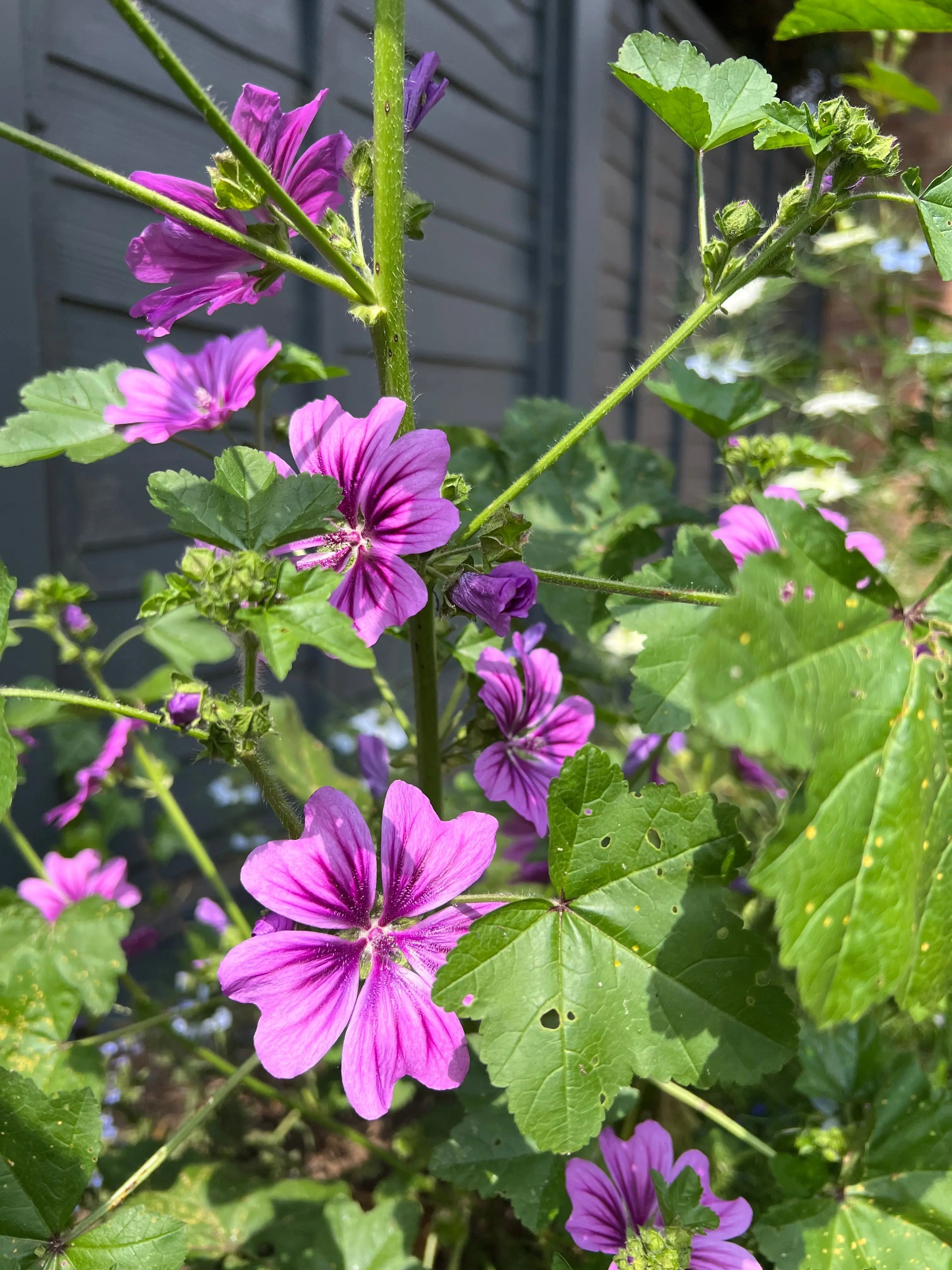 Malva Mystic Merlin - REGN