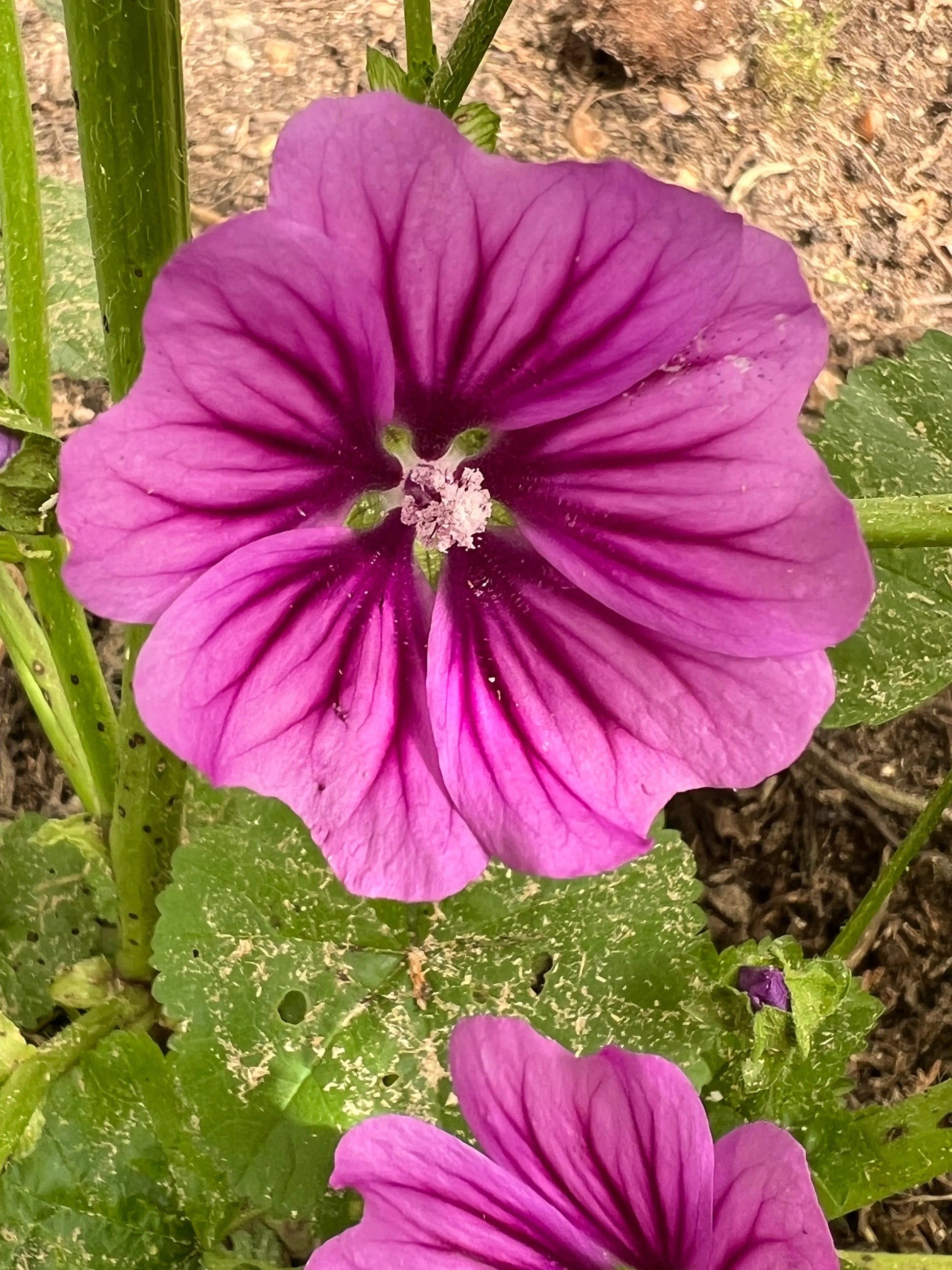 Malva Mystic Merlin - REGN
