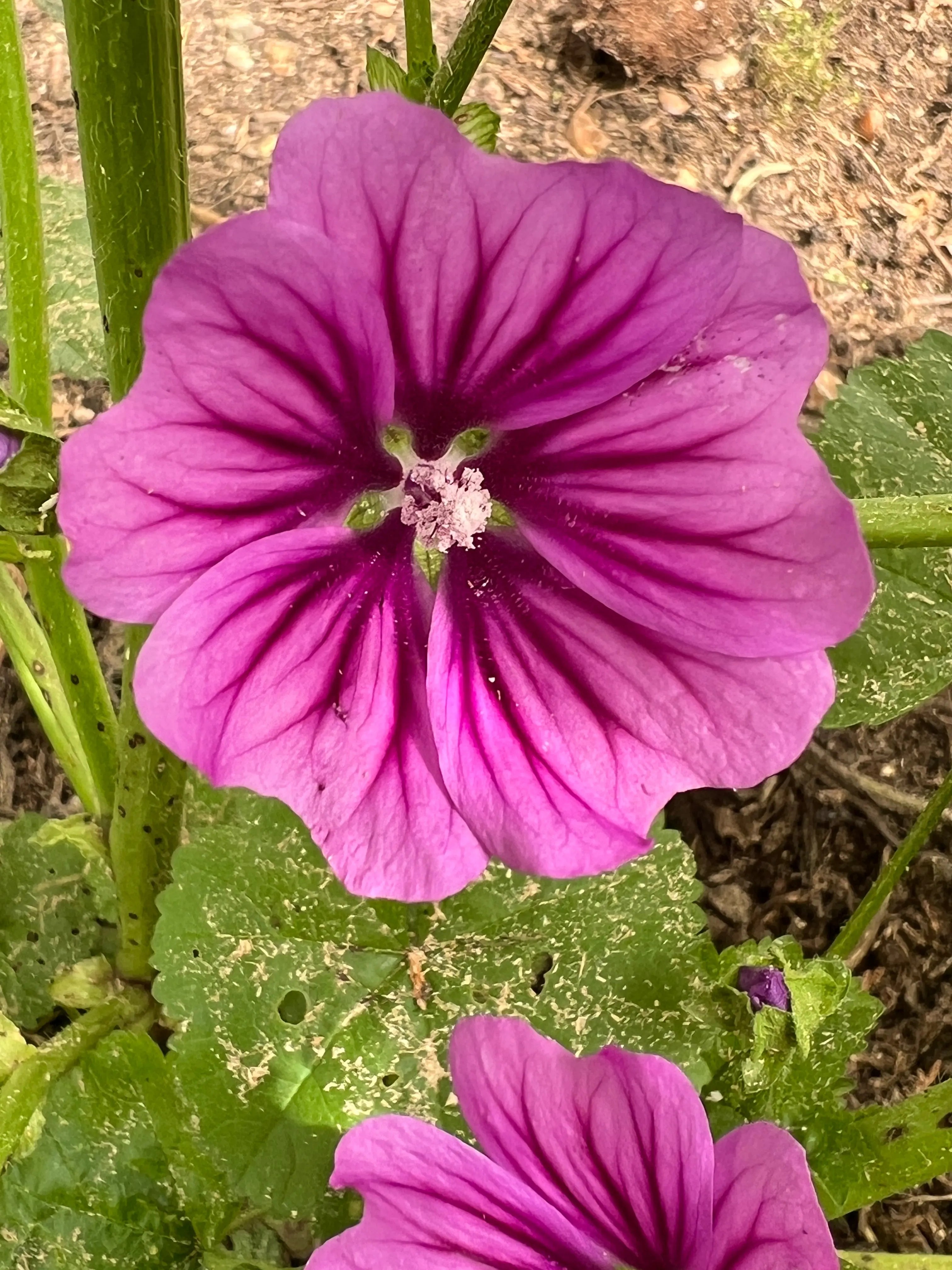 Malva Mystic Merlin - REGN