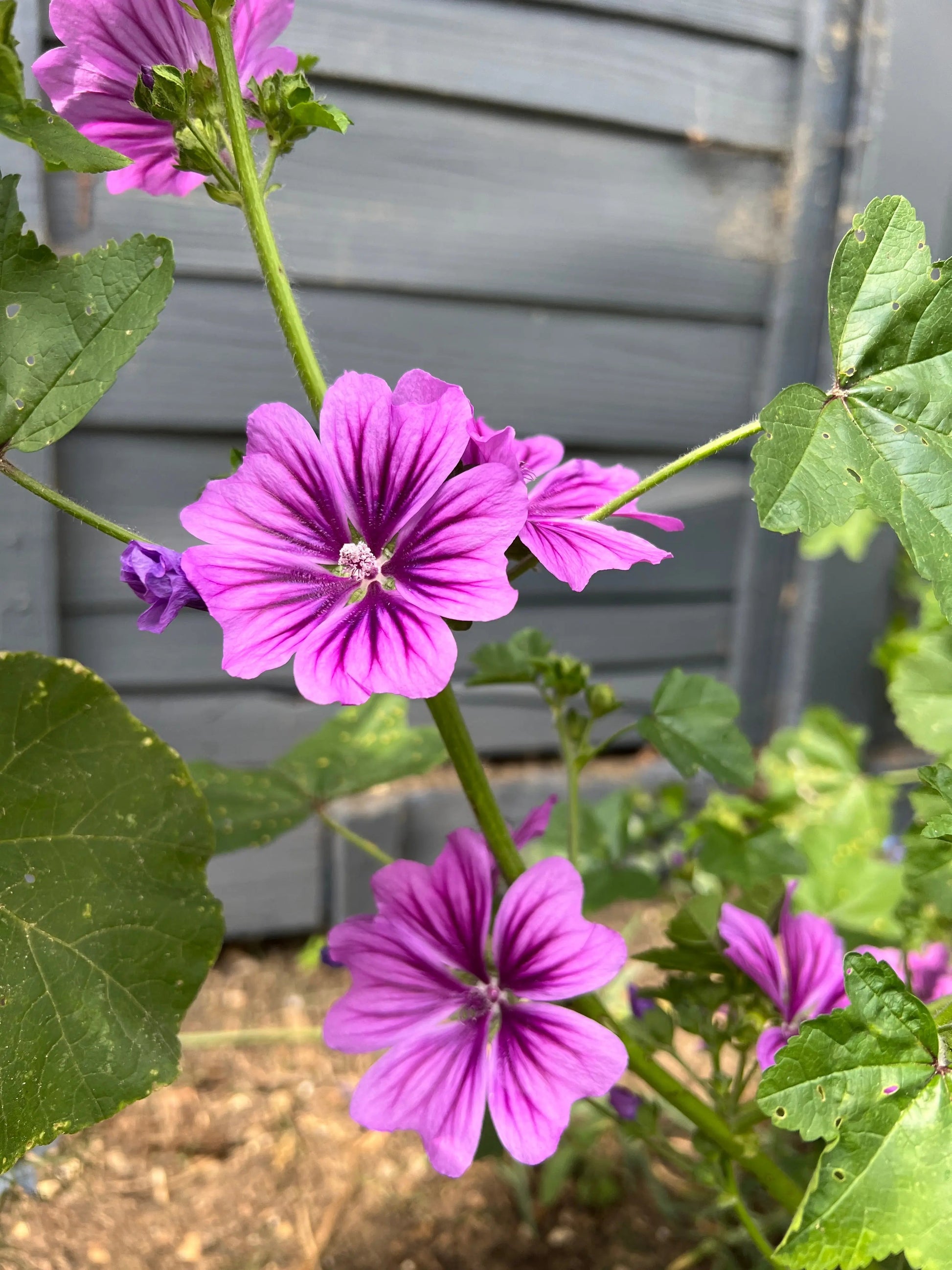 Malva Mystic Merlin - REGN