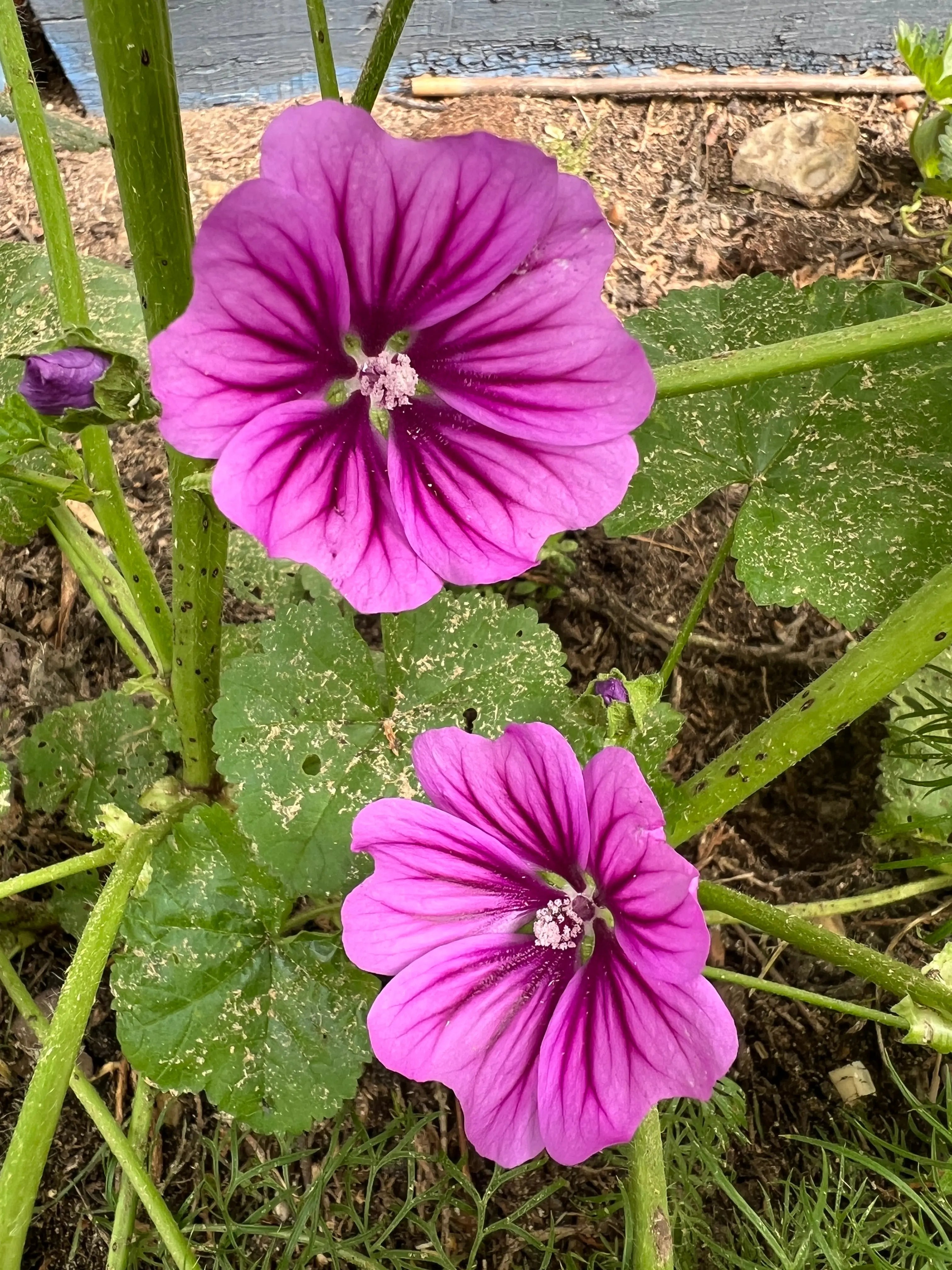 Malva Mystic Merlin - REGN