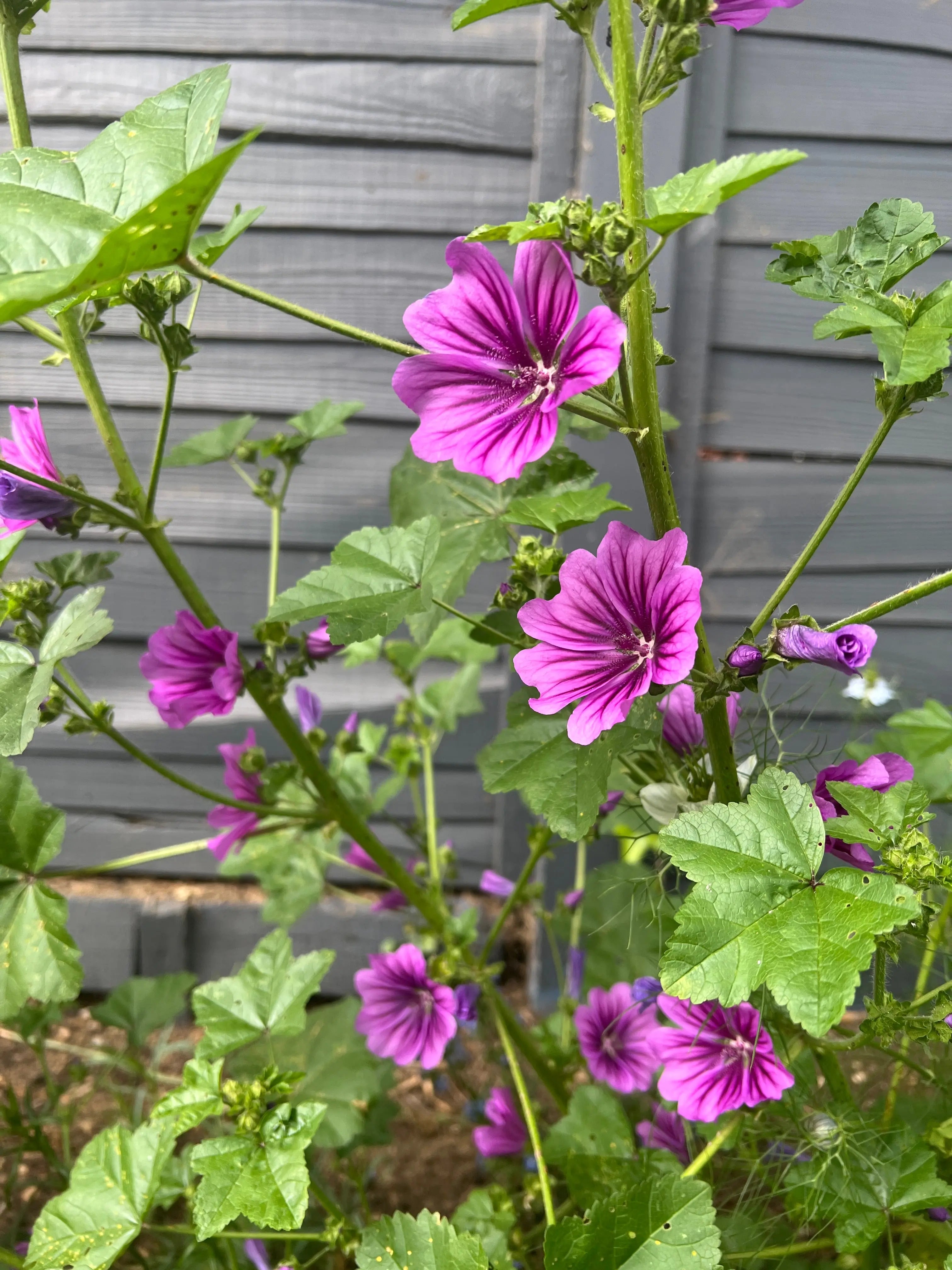 Malva Mystic Merlin - REGN