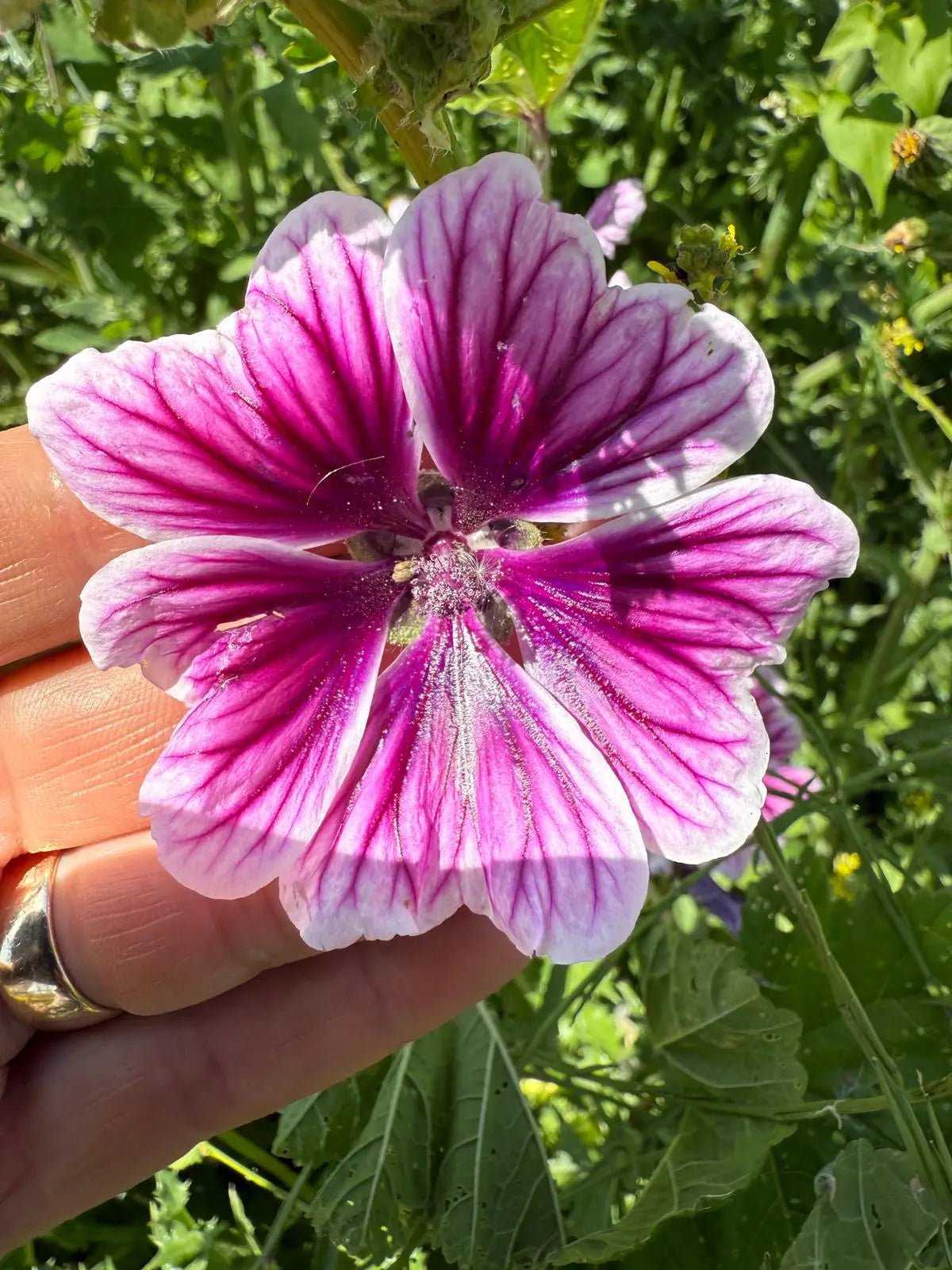 Malva Zebrina - REGN