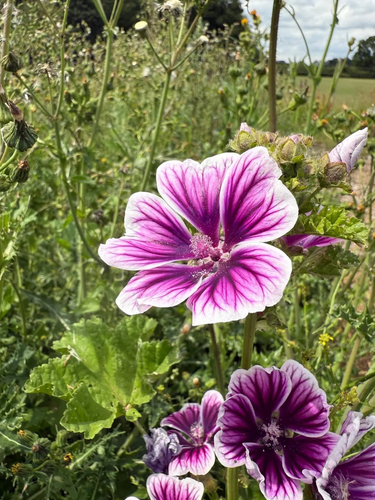 Malva Zebrina - REGN
