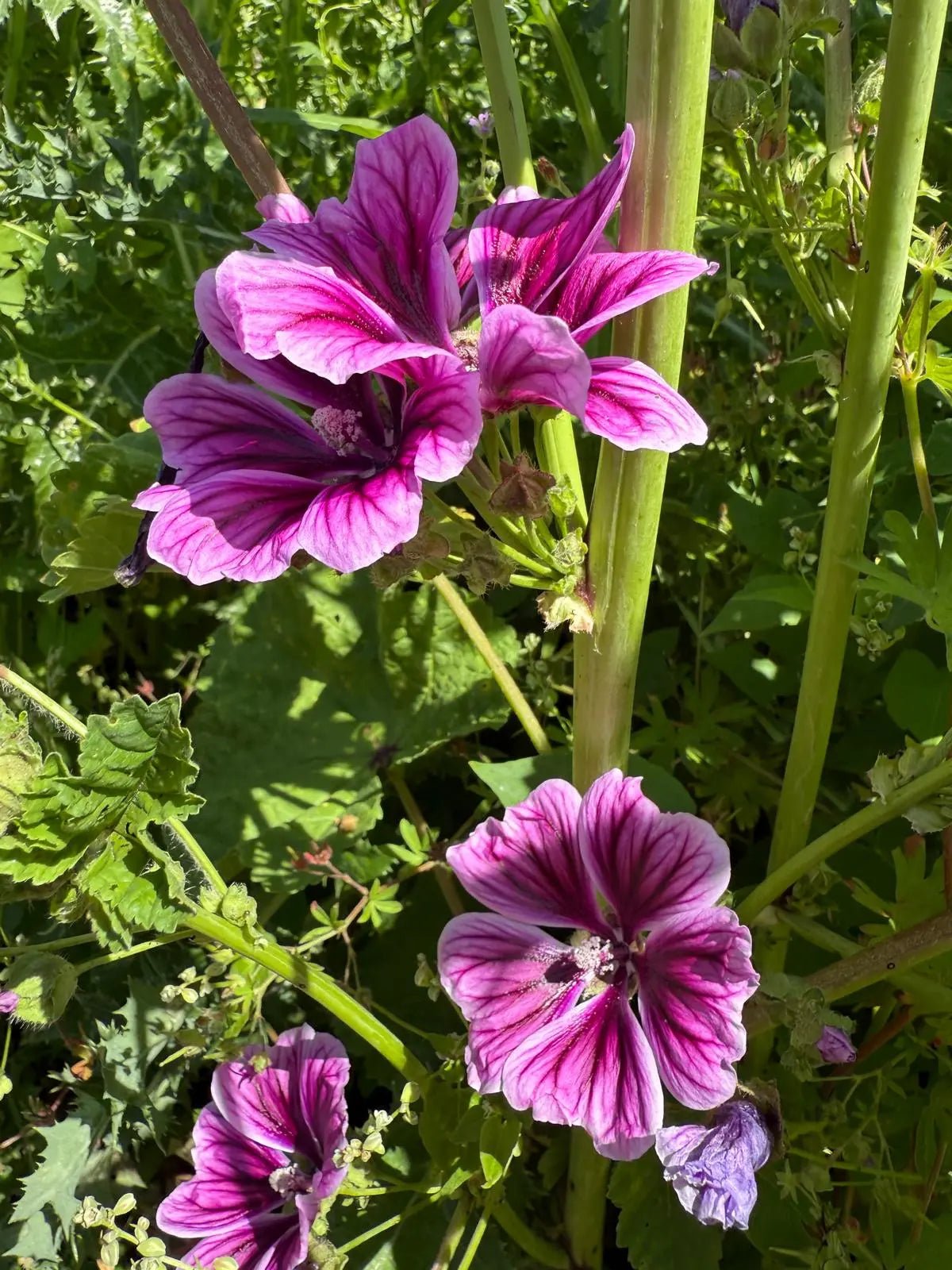 Malva Zebrina - REGN