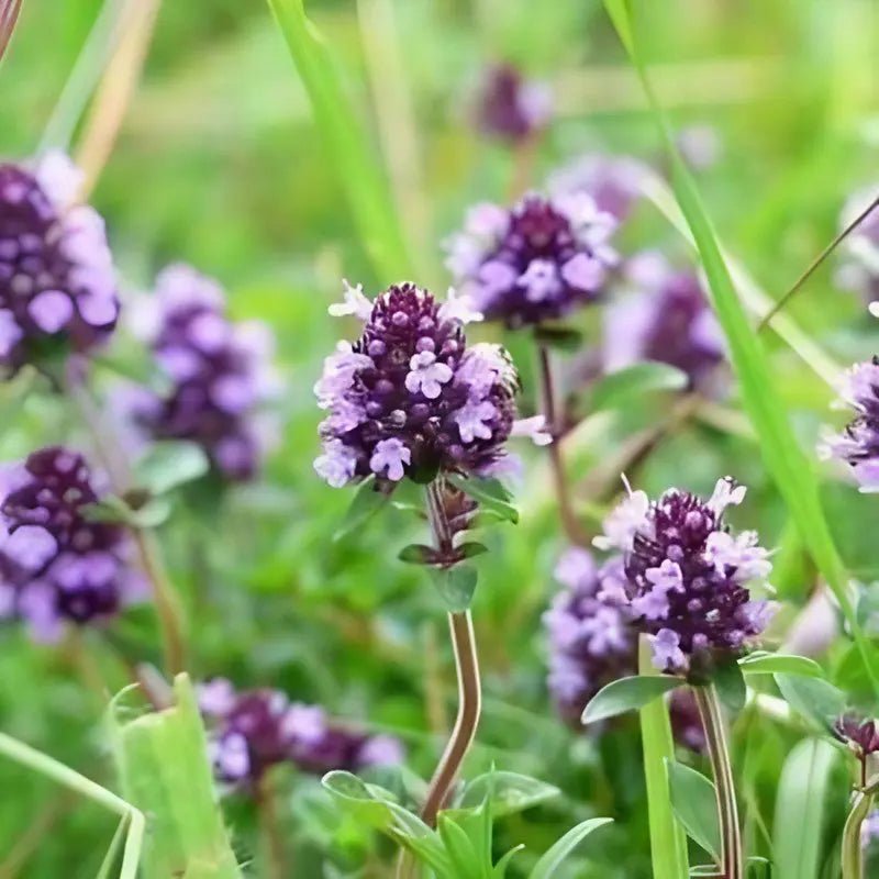 Marjoram Sweet - REGN