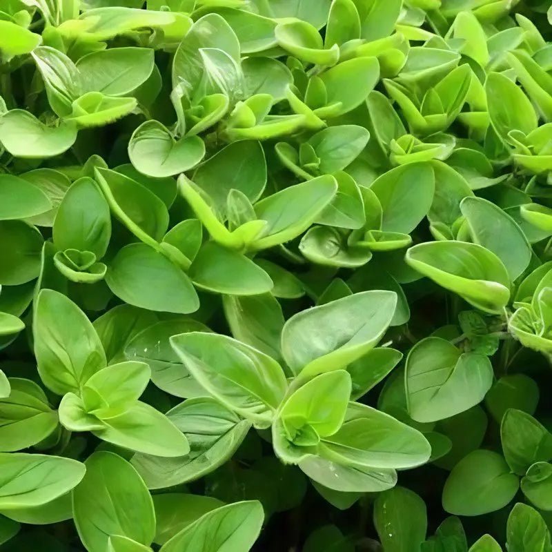 Marjoram Sweet - REGN