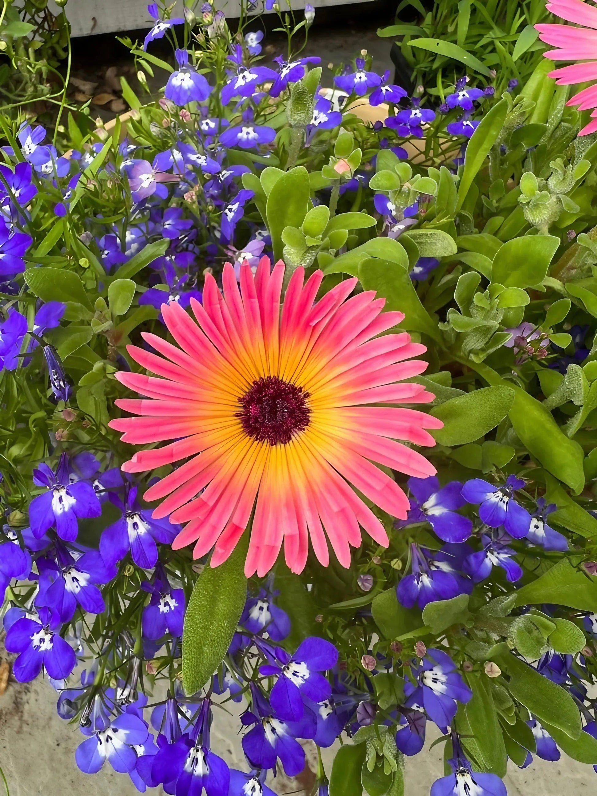 Mesembryanthemum Harlequin - REGN