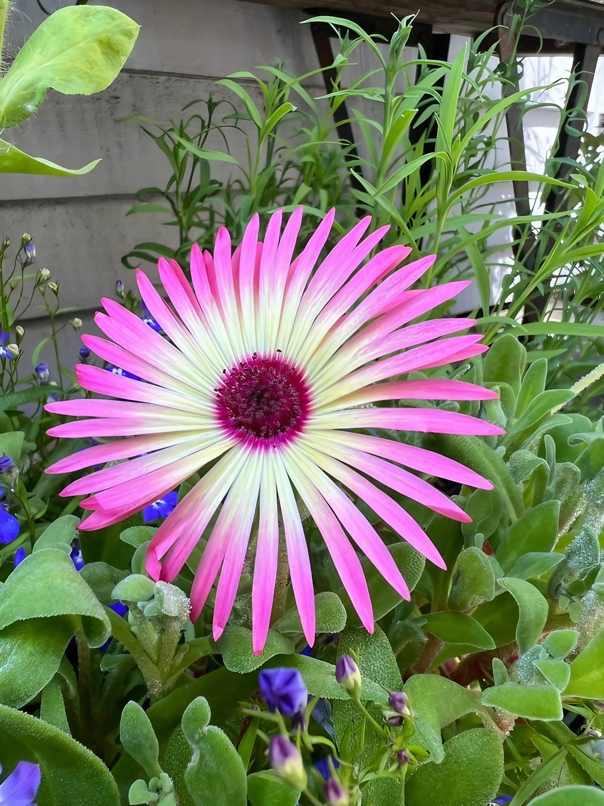 Mesembryanthemum Harlequin - REGN