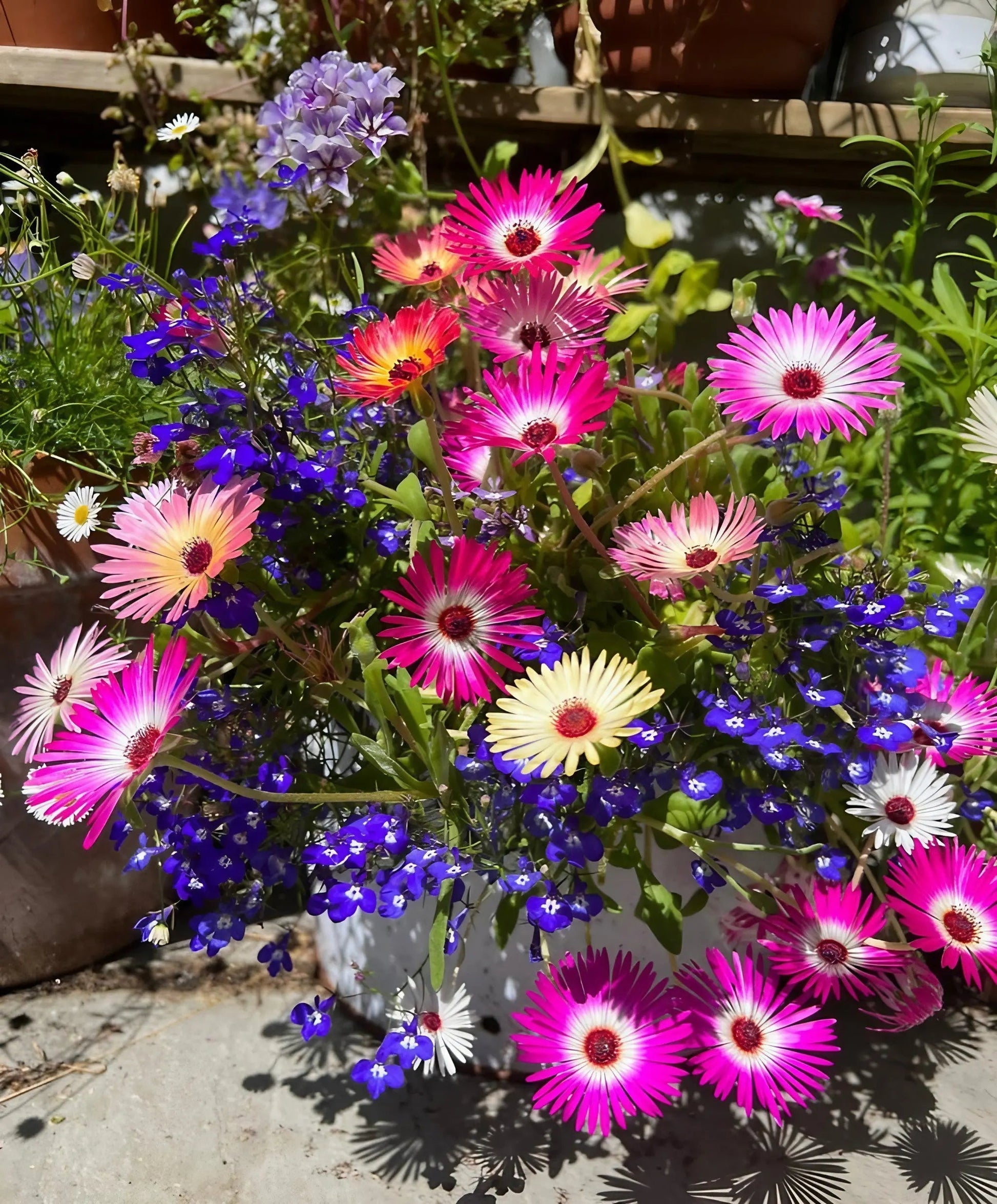 Mesembryanthemum Harlequin - REGN