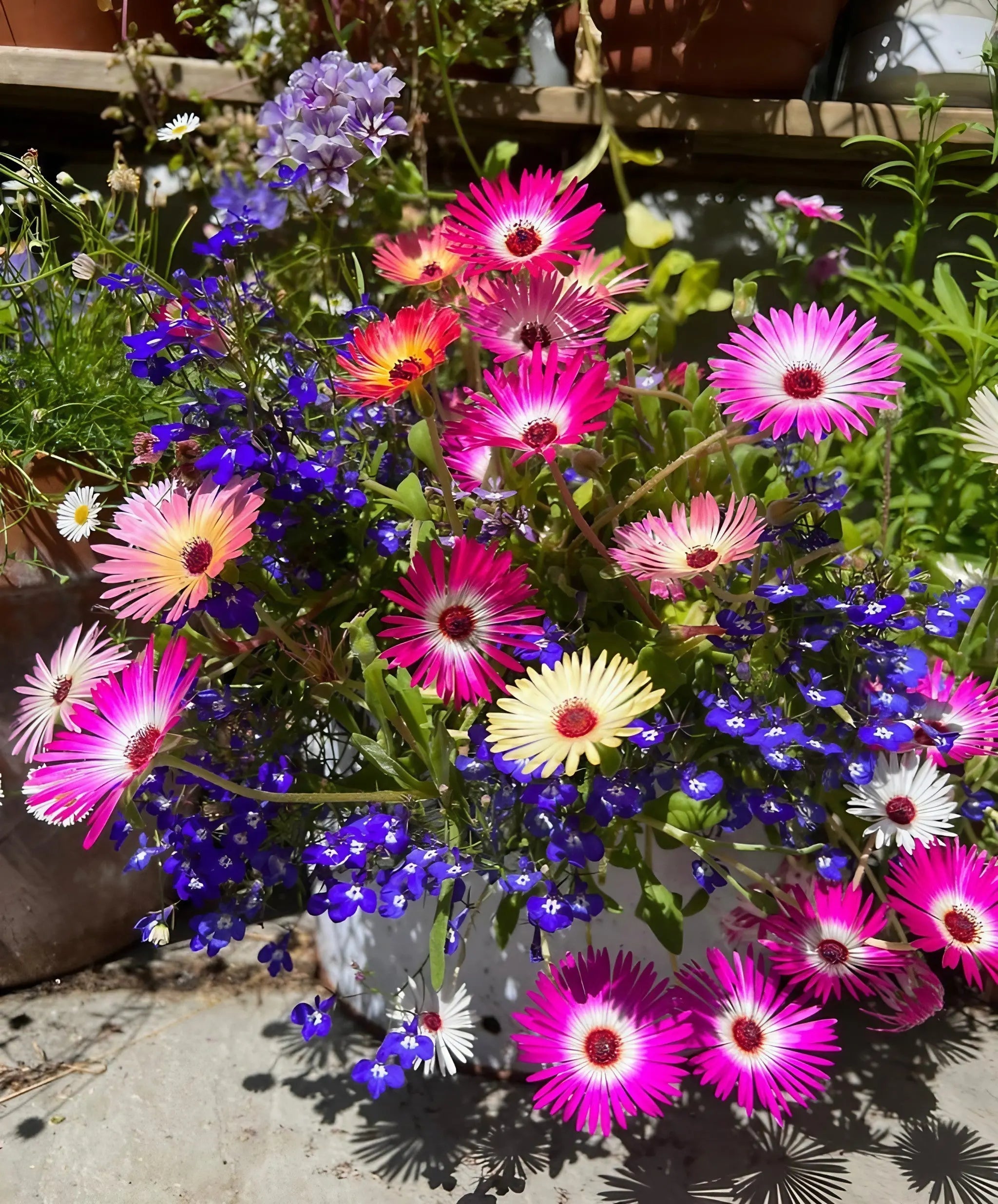Mesembryanthemum Harlequin - REGN