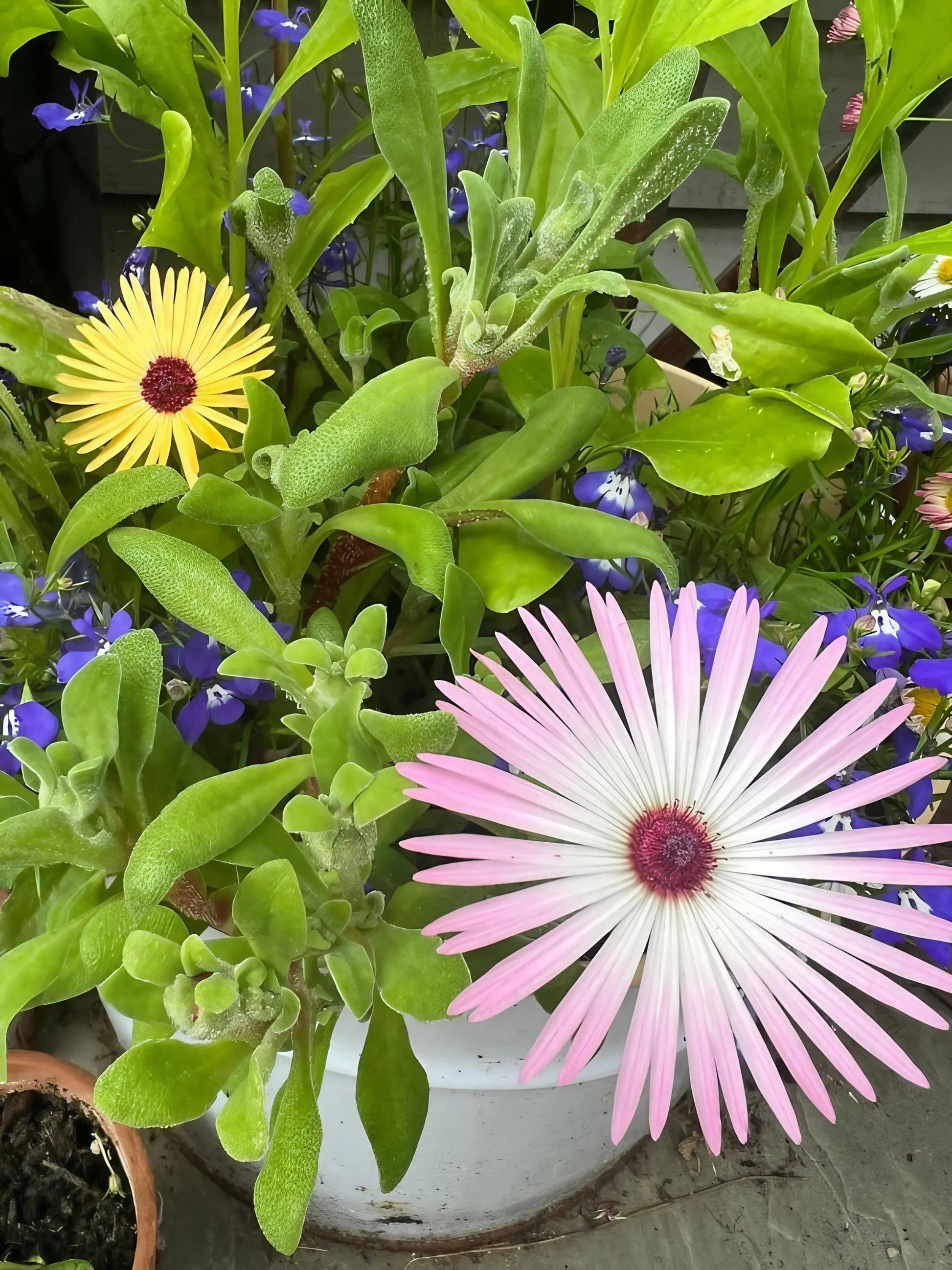 Mesembryanthemum Harlequin - REGN