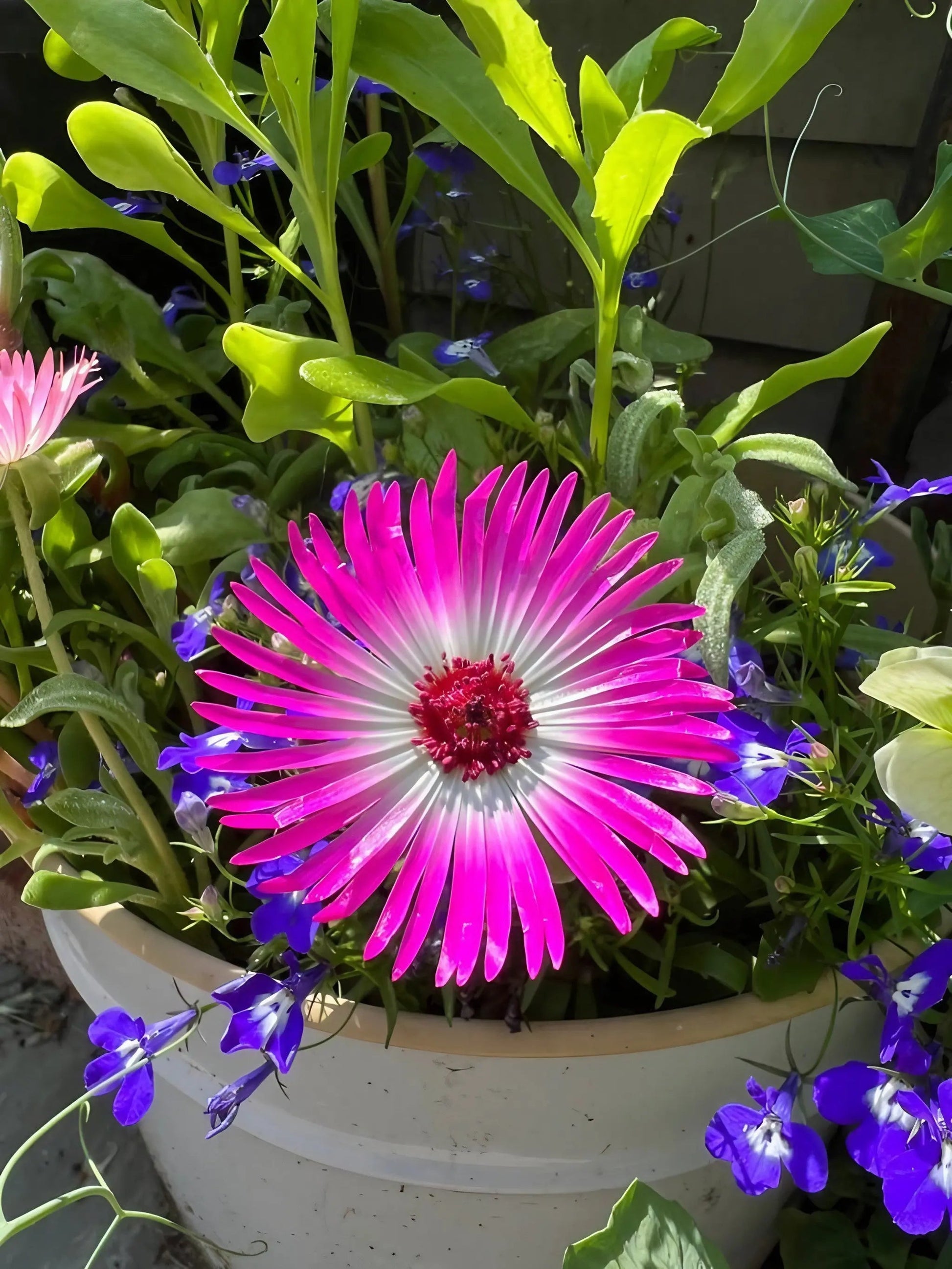 Mesembryanthemum Harlequin - REGN
