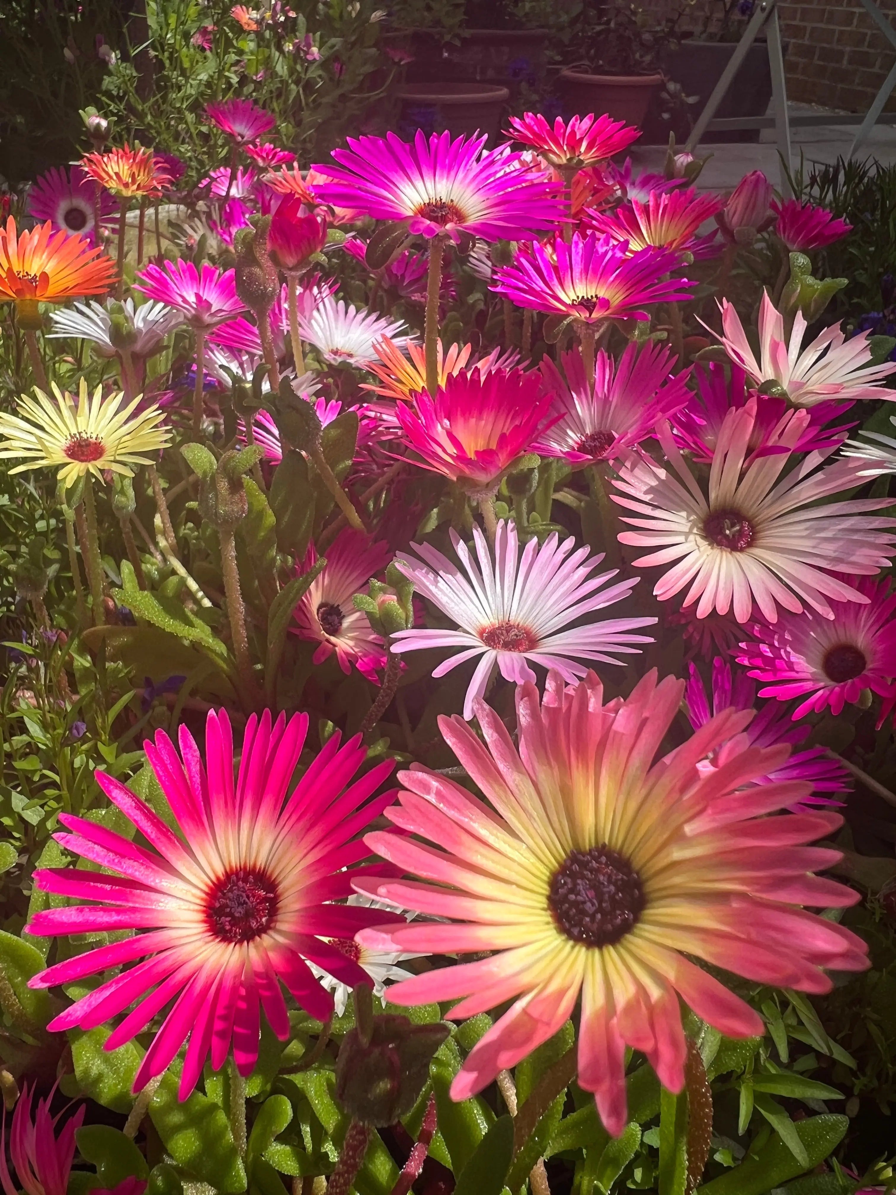 Mesembryanthemum Harlequin - REGN