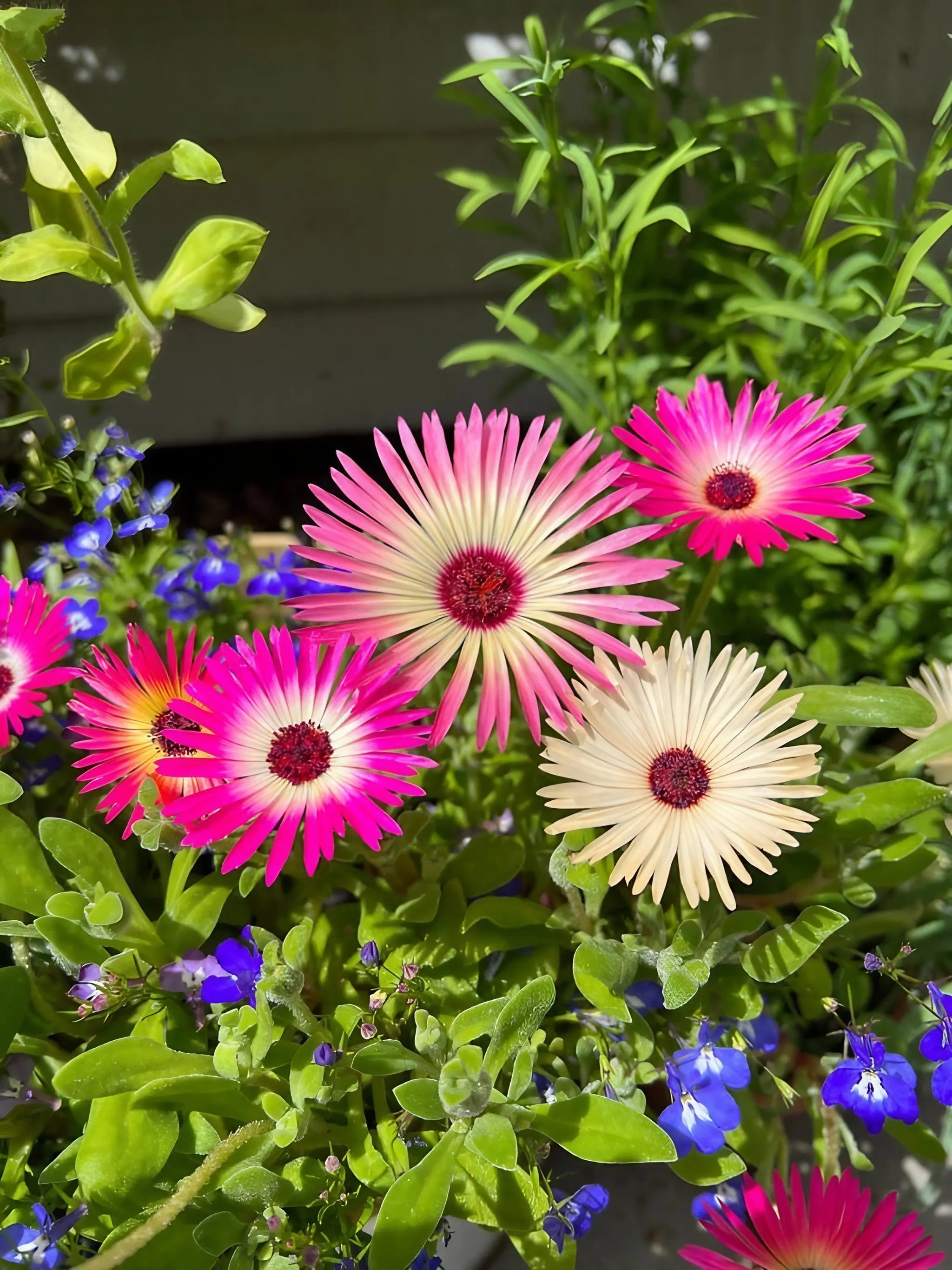 Mesembryanthemum Harlequin - REGN