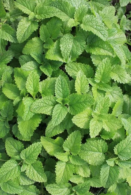 Mint Lemon - REGN