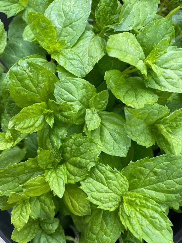 Mint Peppermint - REGN