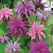 Monarda didyma Mixed - REGN