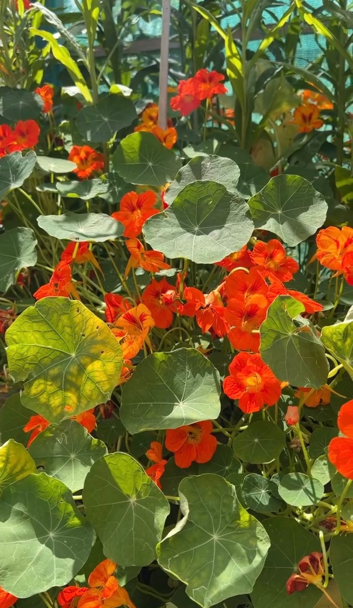 Nasturtium Tom Thumb - REGN