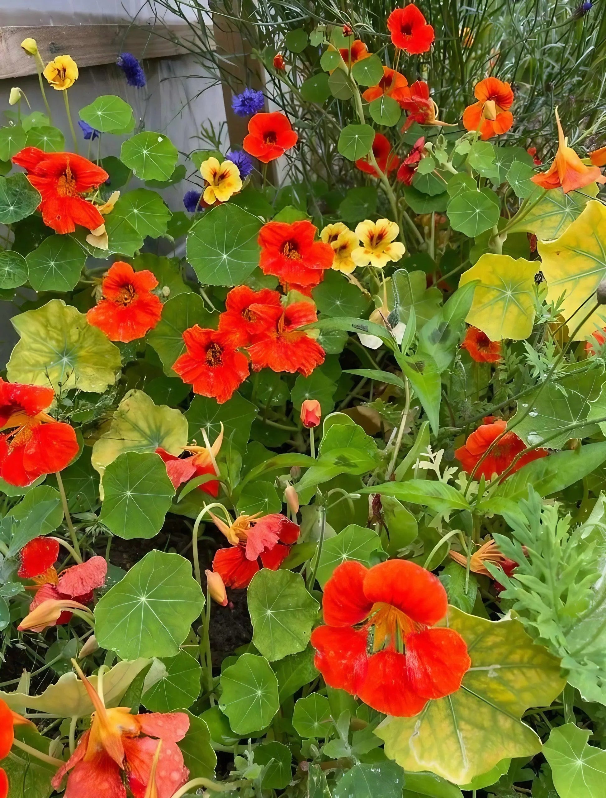 Nasturtium Tom Thumb - REGN