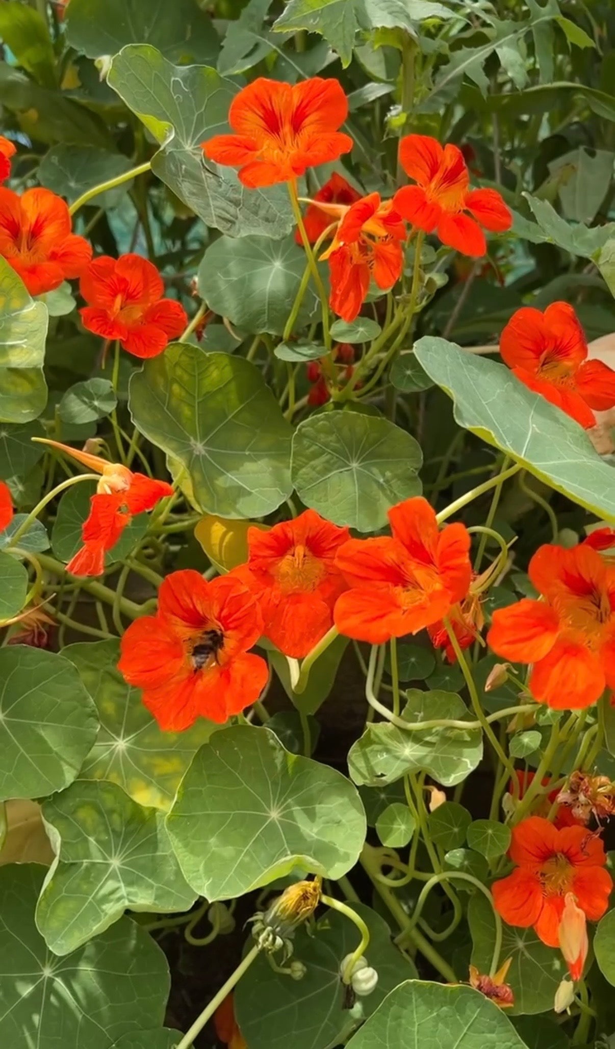 Nasturtium Tom Thumb - REGN
