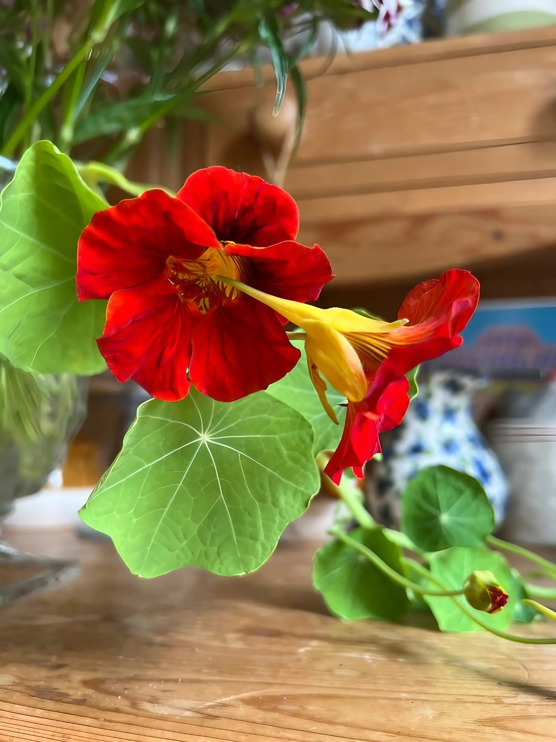 Nasturtium Tom Thumb - REGN