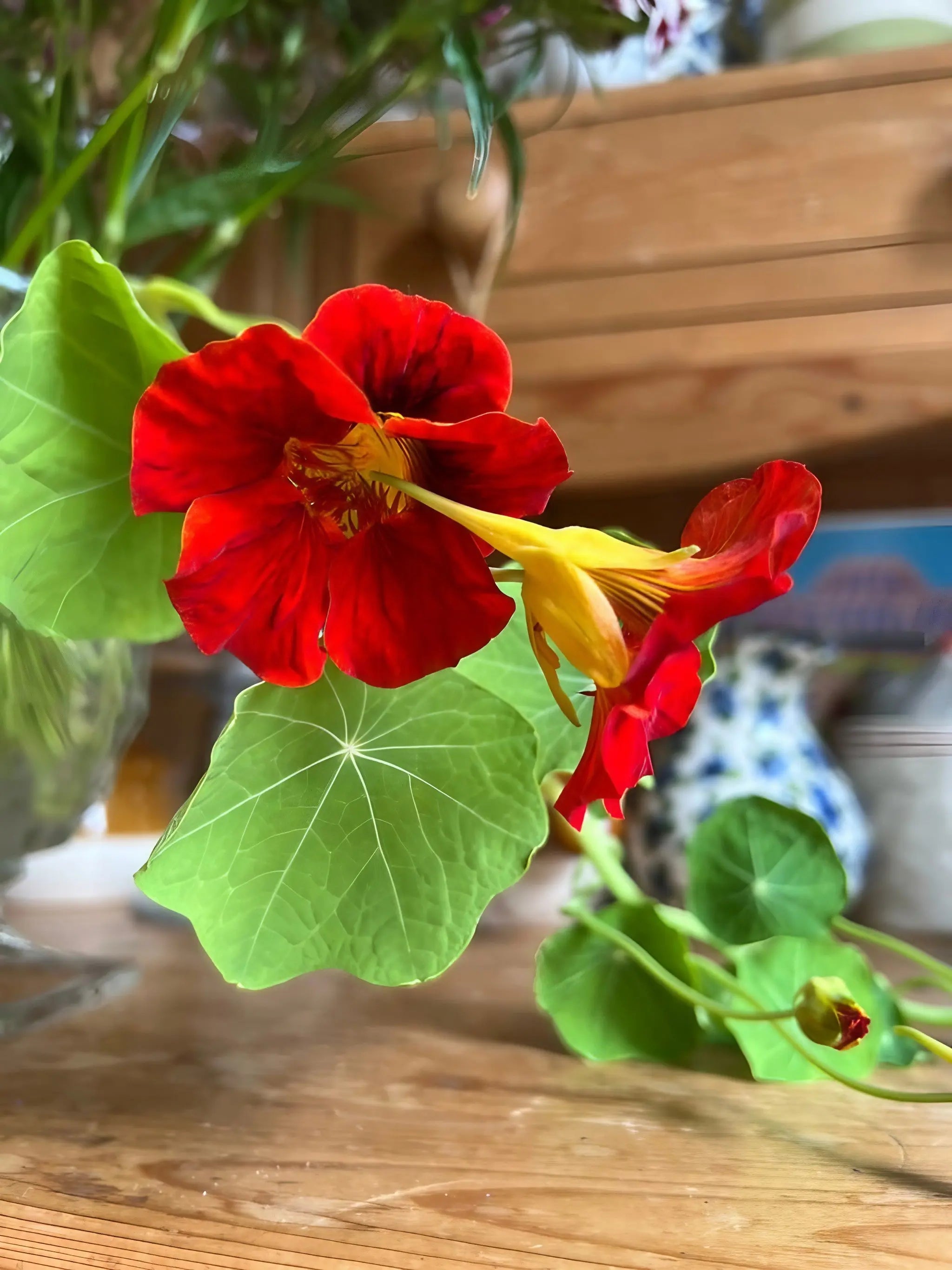 Nasturtium Tom Thumb - REGN