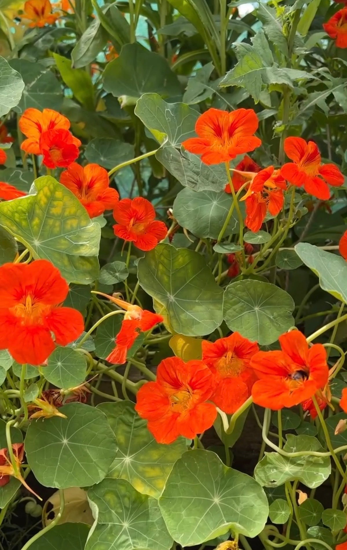 Nasturtium Tom Thumb - REGN