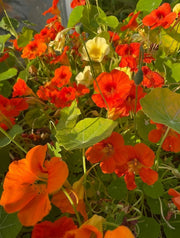 Nasturtium Tom Thumb - REGN