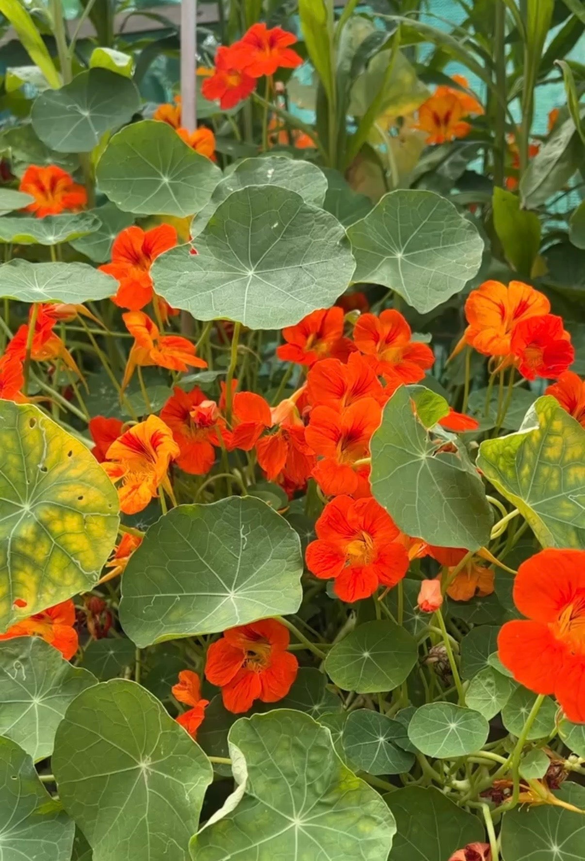 Nasturtium Tom Thumb - REGN