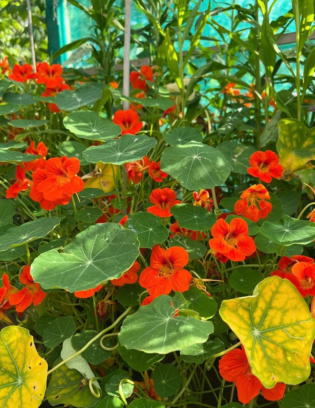 Nasturtium Tom Thumb - REGN
