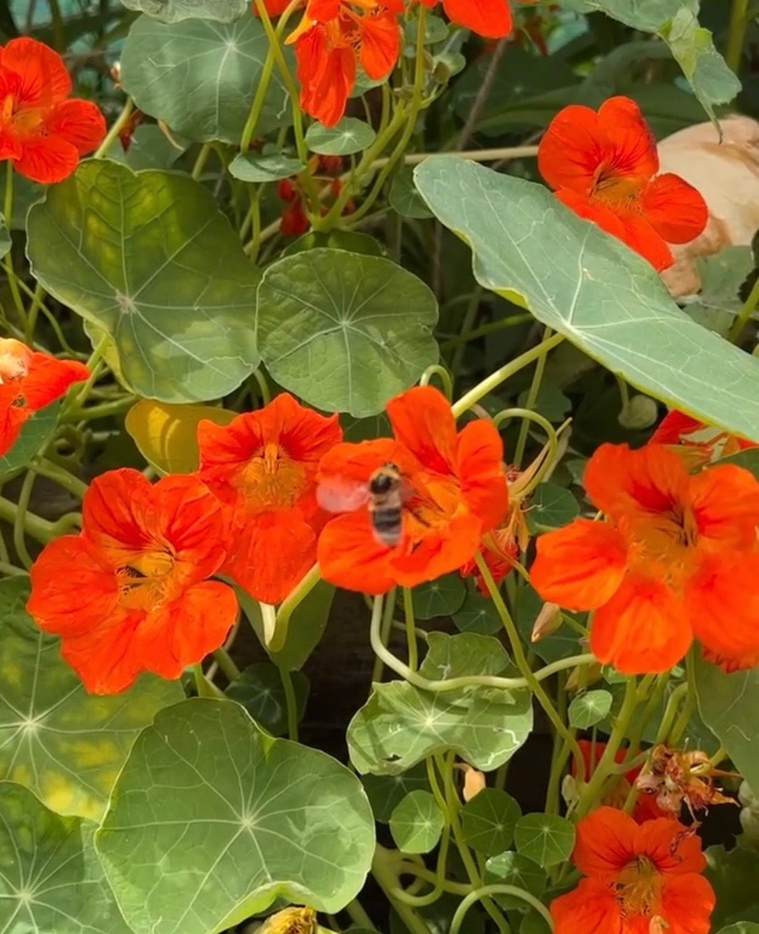 Nasturtium Tom Thumb - REGN