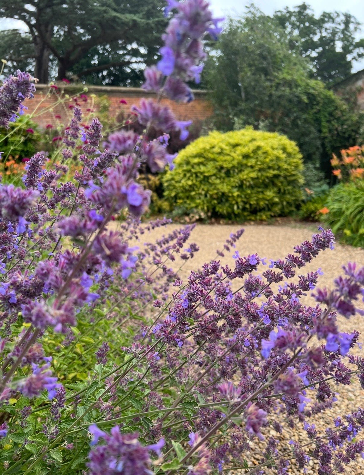 Nepeta Mussinii - Catmint - REGN