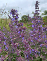 Nepeta Mussinii - Catmint - REGN