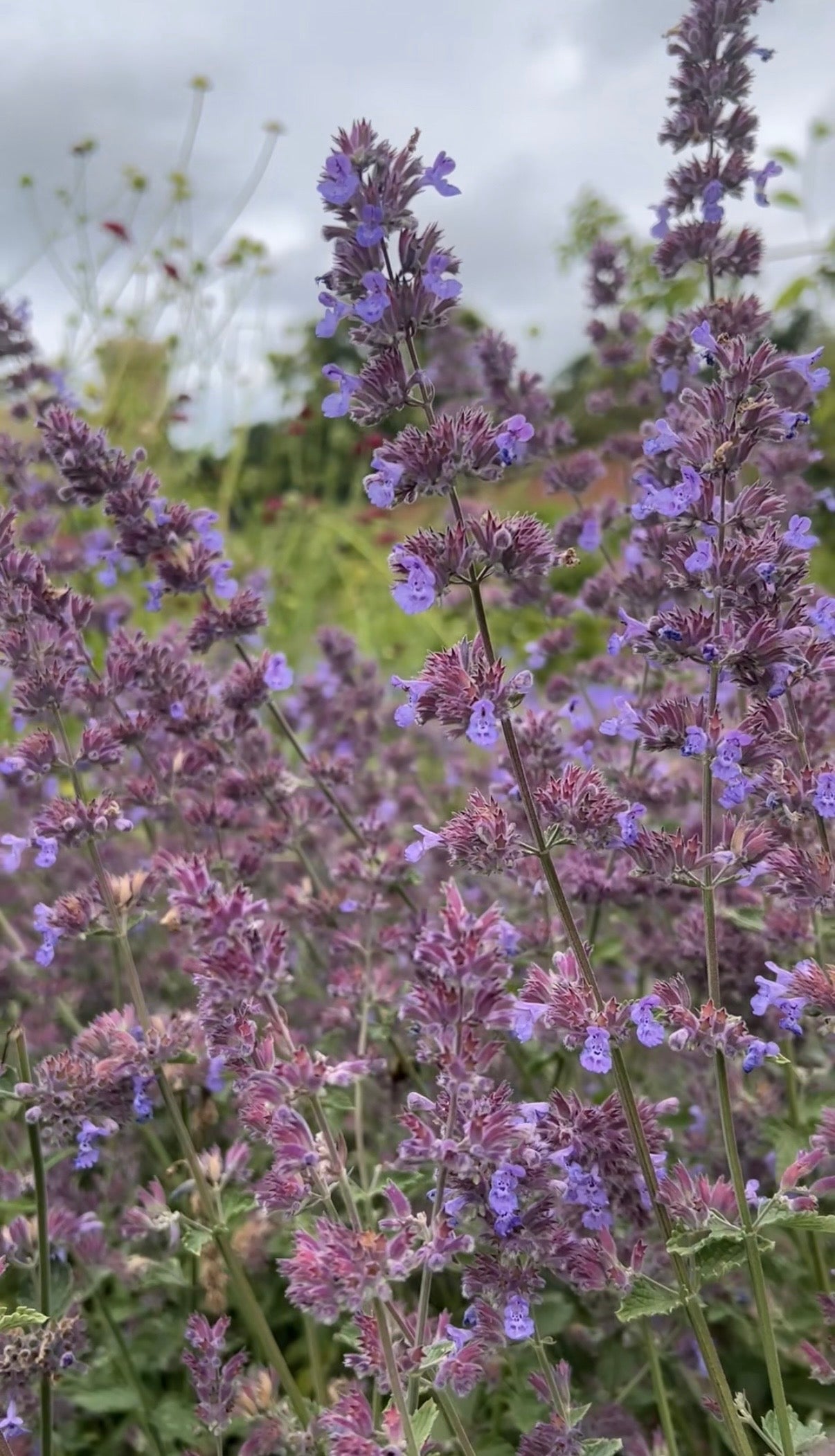 Nepeta Mussinii - Catmint - REGN