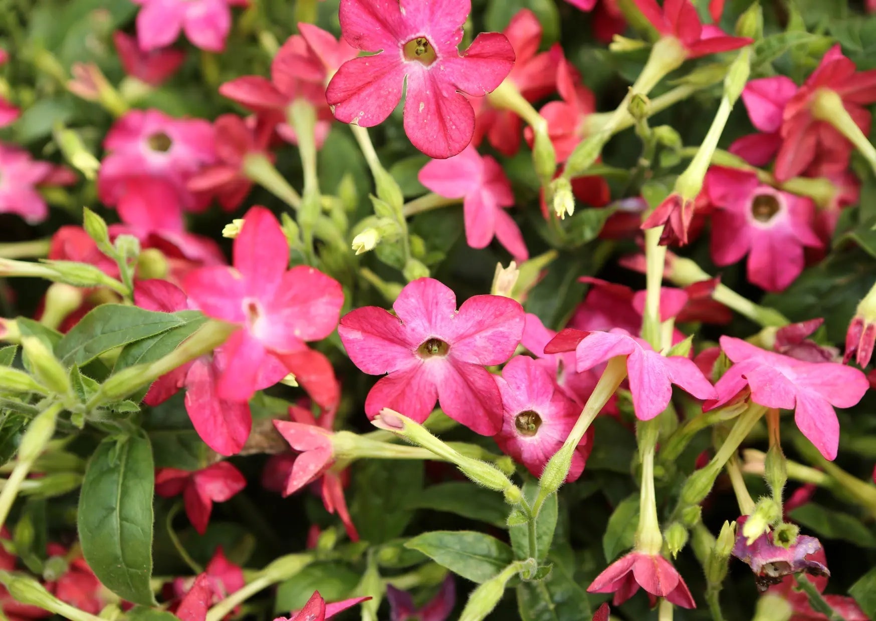 Nicotiana Sensation Mixed - REGN