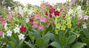 Nicotiana Sensation Mixed - REGN