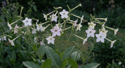 Nicotiana Starlight Dancer - REGN