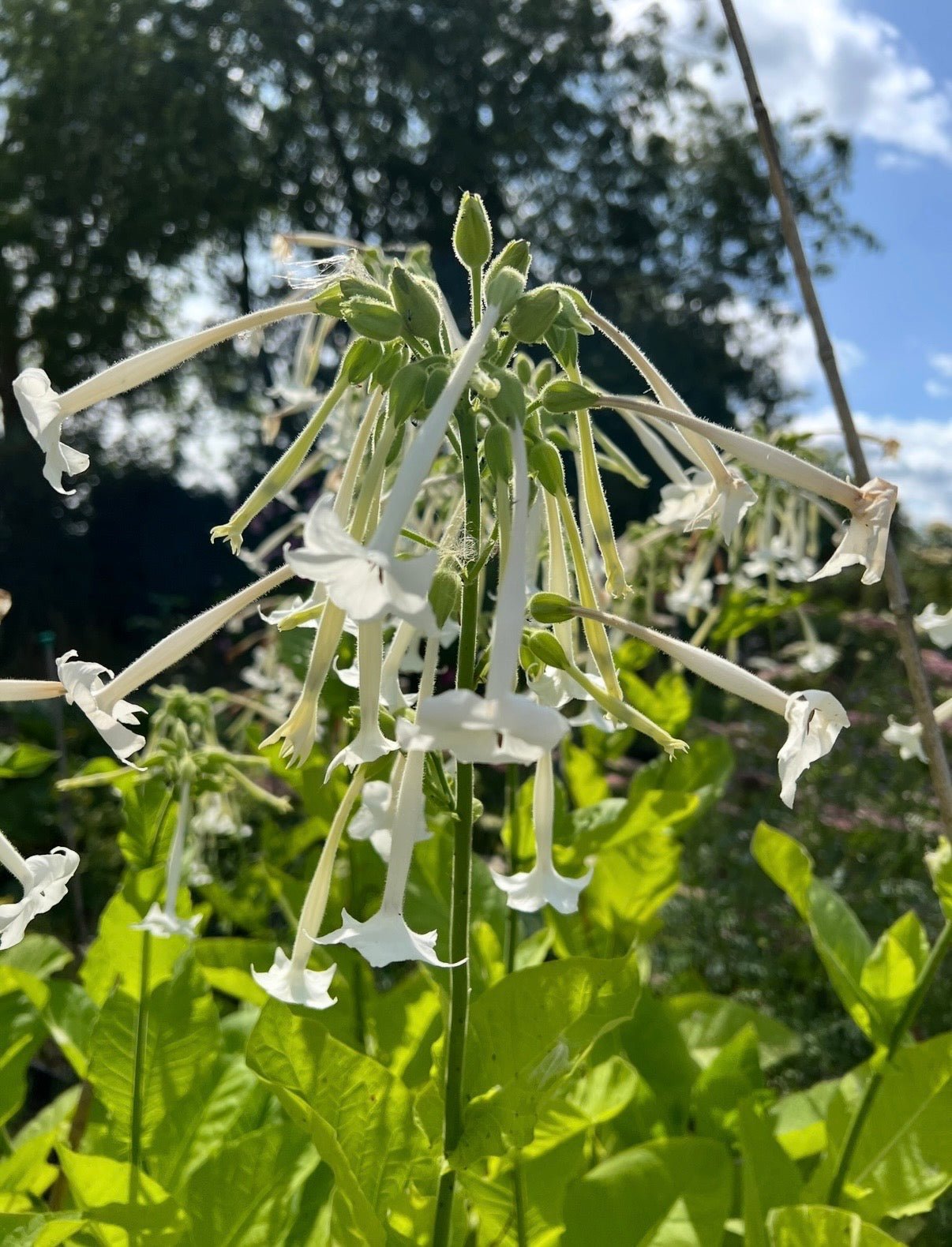 Nicotiana White Trumpets - REGN