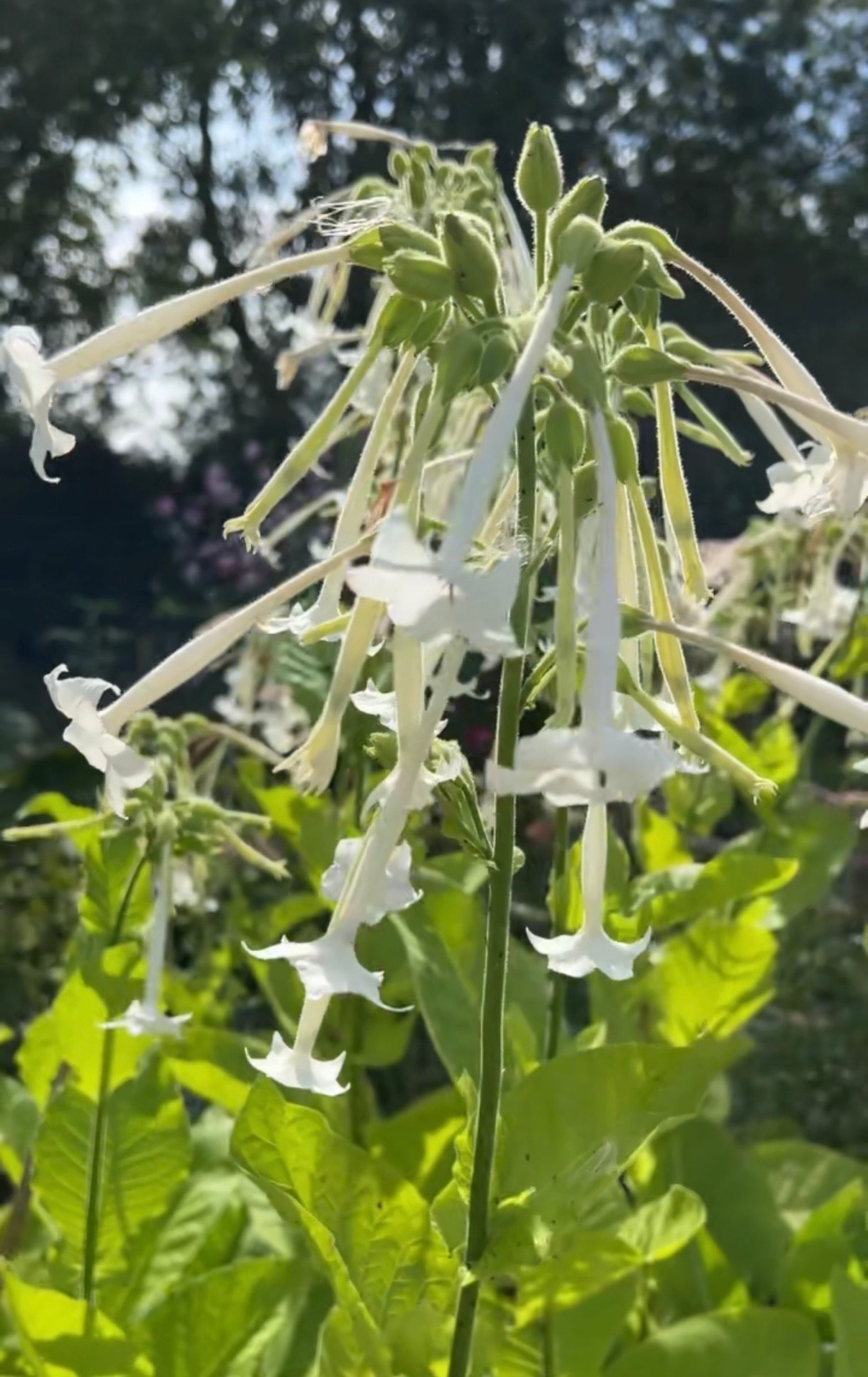 Nicotiana White Trumpets - REGN